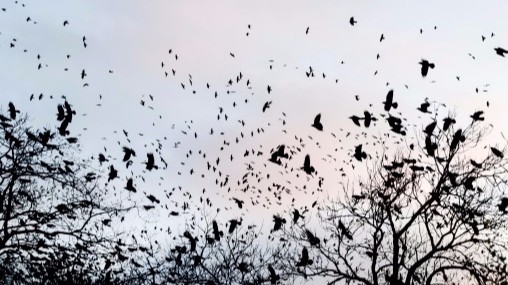 Wildlife officials investigate after 28 crows found dead | ktvb.com